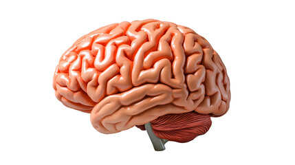 Human brain isolated on transparent background