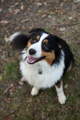 portrait of Australian shepherd in forest at sunset