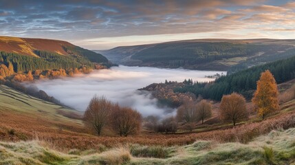 Low-lying stratus clouds blanketing a misty forest valley at dawn