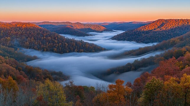 Low-lying stratus clouds blanketing a misty forest valley at dawn