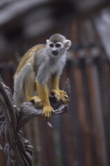 Close up Squirrel monkeys are New World monkeys of the genus Saimiri. Common Squirrel Monkey (Saimiri sciureus) live in the tropical forests.