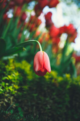 Close-up view of red tulip bent over in the garden.
Lonely and Sadness concept.