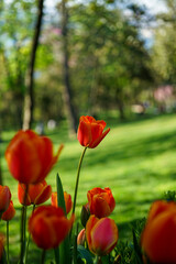 View of a red tulip in the garden on a sunny day.