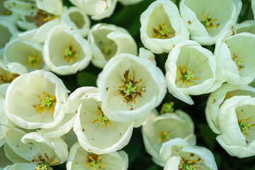 Top view of white tulips with a blurred garden background. Inside of white tulip.