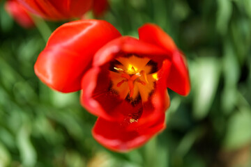 Top view of a red tulip with a sunny garden background. Inside of a yellow tulip.