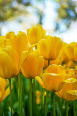 Yellow tulips blooming in the garden on blurry yellow tulips flowers background. Spring or holiday concept. International Women's Day.