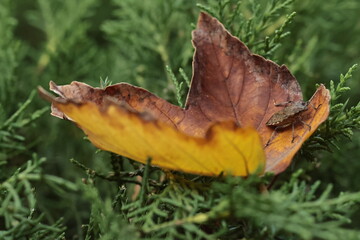 autumn leave with the bug on the spruce close up