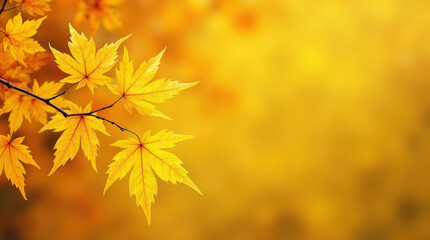 Obraz premium Bright Autumn Maple Leaves on Golden Background - Perfect for Seasonal Fall Imagery