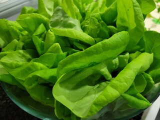 Kopfsalat, Salat, grüner Salat