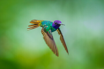 Flying Golden-tailed Sapphire - Chrysuronia oenone, beautiful colored hummingbird from Andean slopes of South America, Wild Sumaco, Ecuador. Colibri