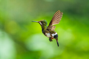 The Wire-crested Thorntail, Discosura popelairii is an elegant and iridescent hummingbird of...