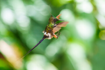 The Wire-crested Thorntail, Discosura popelairii is an elegant and iridescent hummingbird of...