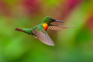 Fototapeta premium Flying Gould's Jewelfront Heliodoxa aurescens, rare humminbird of Ecuador.
