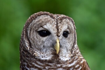 Barred owl bird of prey close up face