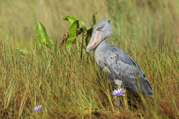 Shoebill (balaeniceps rex)