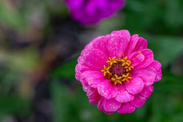 Macro image of Zinnia flower in full blooming