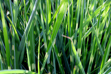 Gras, Ziergras, Strauch, Grün, Schilf, Seegras