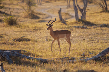 Impala - Aepyceros melampus medium-sized antelope found in eastern and southern Africa. The sole member of the genus Aepyceros, jumping and fast running mammal, brown color grazing herbivore.