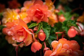 Obraz premium Vivid flower in HD