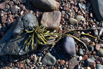 plants on the beach
