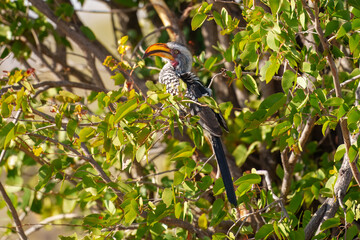 Southern Yellow-billed Hornbill, Tockus leucomelas, bird with big bill in the nature habitat with evening sun, sitting on the branch, on the ground, close up