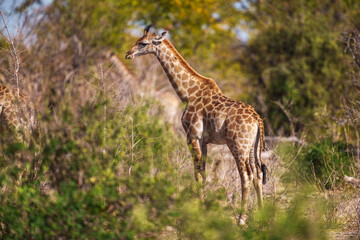 Giraffe in bush forest, evening light, sunset. Idyllic giraffe silhouette with evening blue sky, Botswana, Africa. Wildlife scene from nature.