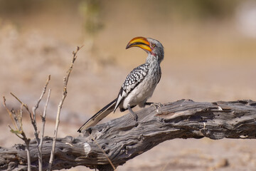 Southern Yellow-billed Hornbill, Tockus leucomelas, bird with big bill in the nature habitat with evening sun, sitting on the branch, on the ground, close up