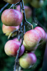 Autumn color captured with a macro lens. Poland.