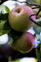 Autumn color captured with a macro lens. Poland.
