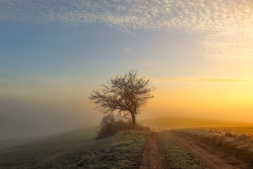 Der Morgen im Nebel © Lea