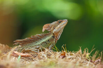 The common basilisk (Basiliscus basiliscus) is a lizard found in Central and South American rainforests near rivers and streams.