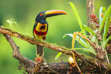 The fiery-billed aracari or fiery-billed araçari (Pteroglossus frantzii) is a toucan, a near-passerine bird. It breeds only on the Pacific slopes of southern Costa Rica and western Panama.