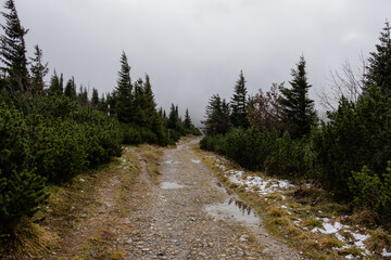 A photo of a dirt path