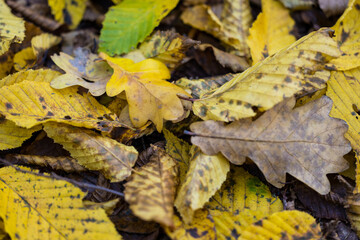 Autumn color captured with a macro lens. Poland.
