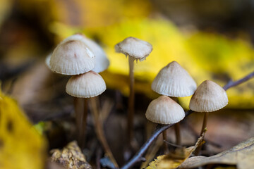 Autumn color captured with a macro lens. Poland.