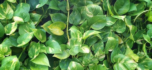 Close-up of green pothos leaves, illuminated by sunlight, creating a refreshing backdrop. Pothos (Epipremnum aureum) or sirih gading is a hardy houseplant with heart-shaped leaves. © siAnink