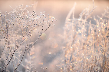 Frozen flowers on a meadow in sparkling frost. Artistic photo.
