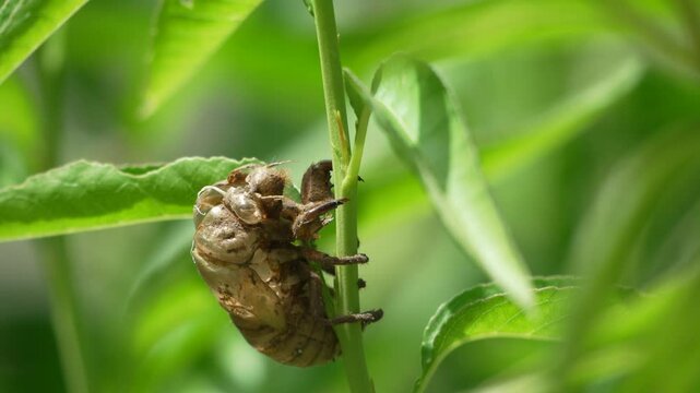 Cicada Exoskeleton - Close-up of an empty cicada shell clinging to a plant stem in the summer.
