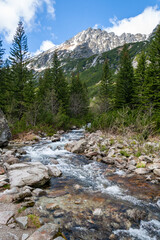 Fototapeta premium Stream in Tatra Mountains in Poland