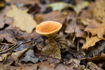 Autumn color captured with a macro lens. Poland.