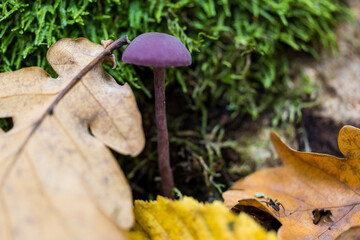 Autumn color captured with a macro lens. Poland.