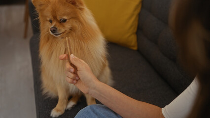 A woman offers a treat to her attentive pomeranian in a cozy living room setting.