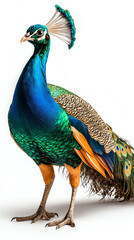 Obraz premium A majestic peacock displaying its vibrant plumage against a clean white background