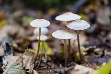 Autumn color captured with a macro lens. Poland.