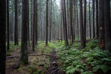 Misty day in dark coniferous forest, thicket among trees with clear sky. Ferns and grass form undergrowth, wild nature with fallen branches after wind. Wildlife, park strolling, tourism, travel