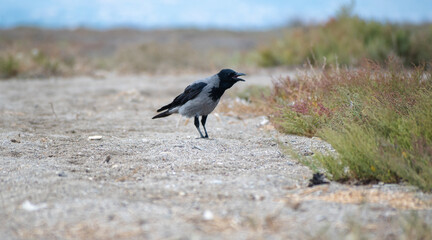 Close up photo of a hooded crow with open beak.
