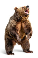 Fototapeta premium Majestic grizzly bear in a powerful pose a stunning representation of nature's wildlife