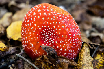Autumn color captured with a macro lens. Poland.