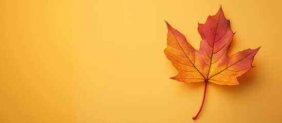 single fall autumn leaf on yellow background copy space for text seasonal autumnal backdrop wide banner