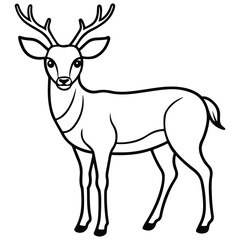 deer illustration